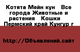 Котята Мейн кун - Все города Животные и растения » Кошки   . Пермский край,Кунгур г.